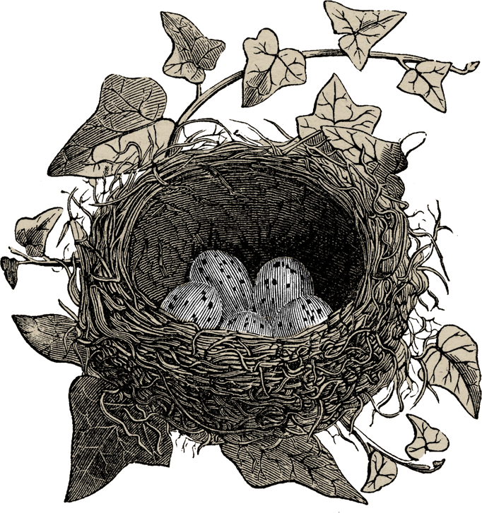 Hindiba Doğa Evi - Kuş Yuvası İllustrasyonu