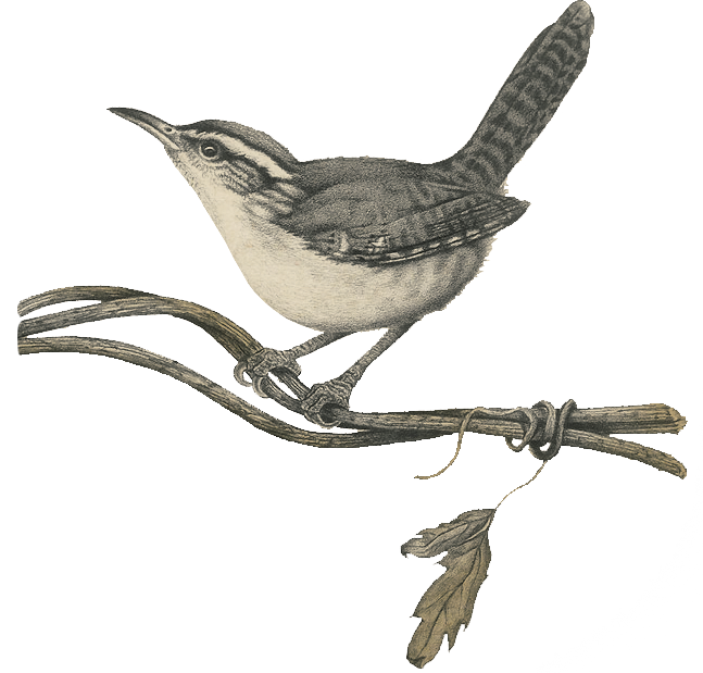 Hindiba Doğa Evi  - Kuş İllustrasyonu