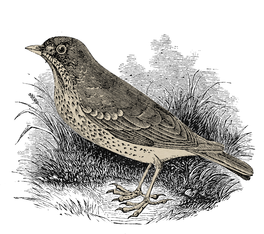 Hindiba Nature House  - Illustration Of The Bird