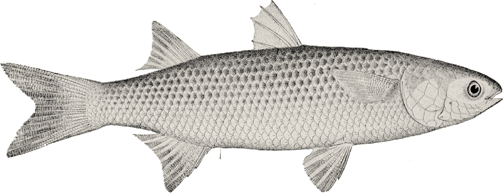 Hindiba Doğa Evi - Balık İllustrasyonu