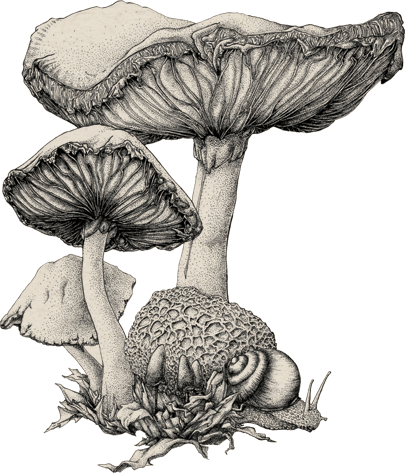Hindiba Nature House  - Illustration Of The Mushrooms