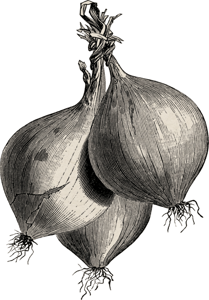 Hindiba Nature House  - Illustration Of The Onions